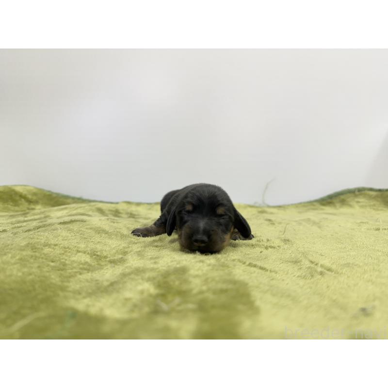 販売中の山梨県のミニチュアダックスフンド(スムースヘアード)-428593の3枚目