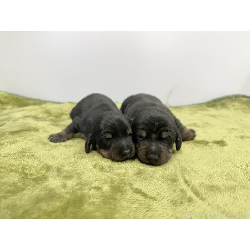 販売中の山梨県のミニチュアダックスフンド(スムースヘアード)-428593の2枚目