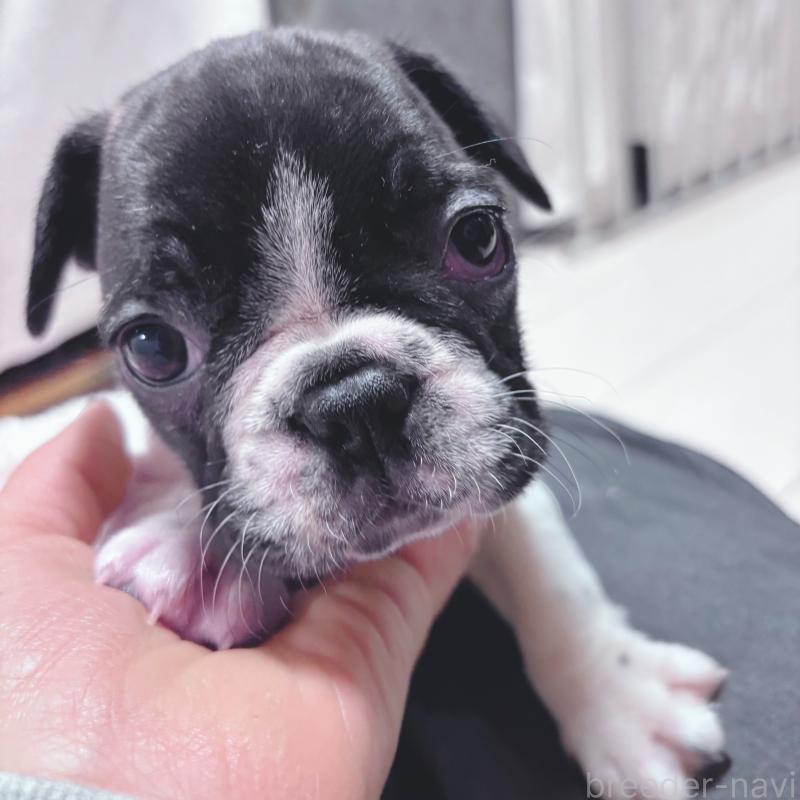 成約済の三重県のフレンチブルドッグ-423312の5枚目