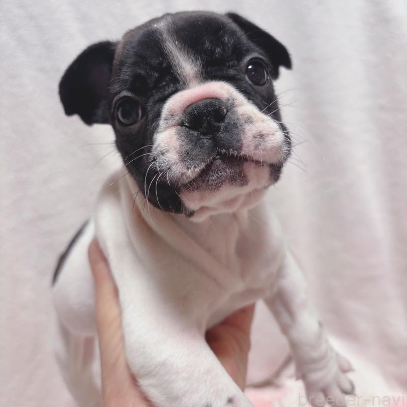 販売中の三重県のフレンチブルドッグ-423312