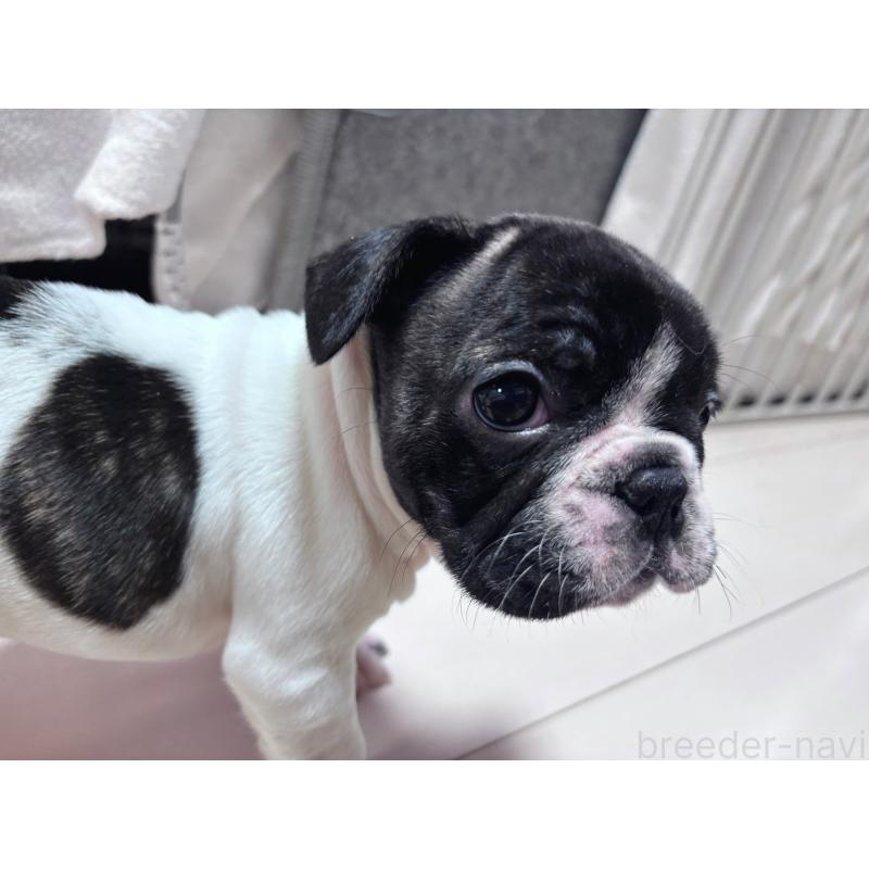 成約済の三重県のフレンチブルドッグ-423312の4枚目