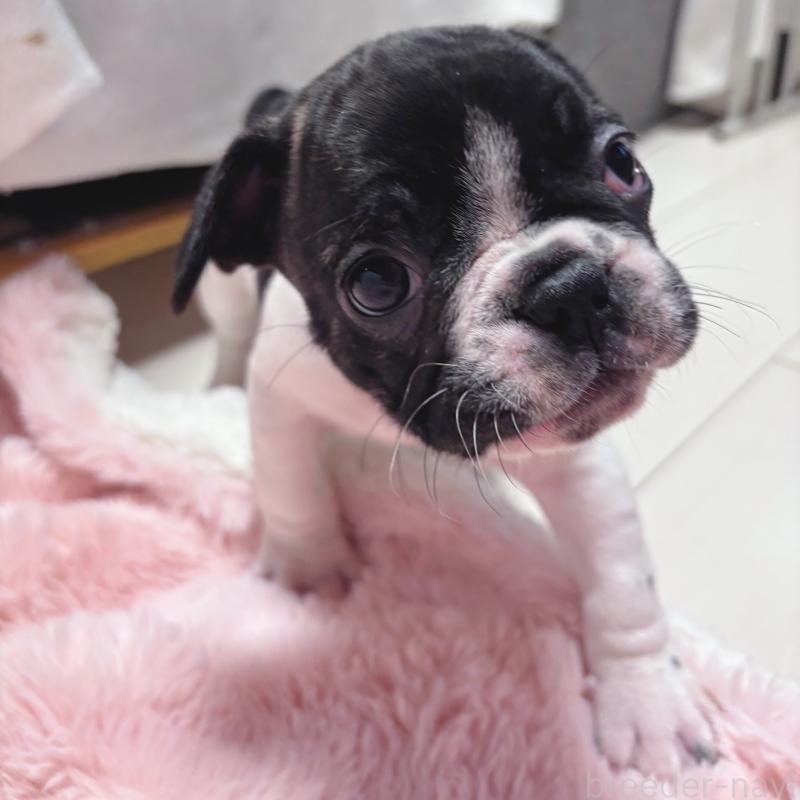 成約済の三重県のフレンチブルドッグ-423312の3枚目