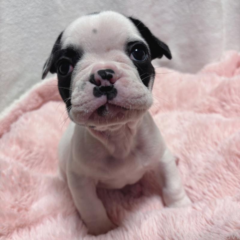 販売中の三重県のフレンチブルドッグ-428595