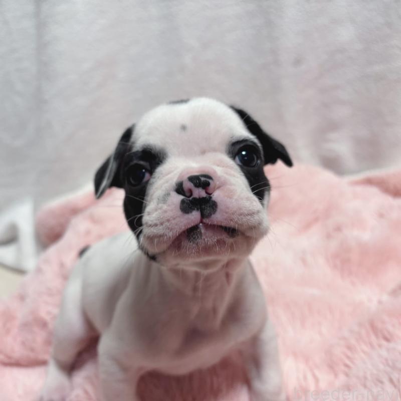 販売中の三重県のフレンチブルドッグ-428595の4枚目