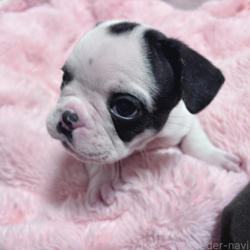 販売中の三重県のフレンチブルドッグ-428595の3枚目