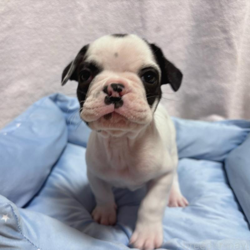 販売中の三重県のフレンチブルドッグ-428595の2枚目