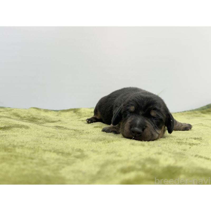 販売中の山梨県のミニチュアダックスフンド(スムースヘアード)-428594の5枚目