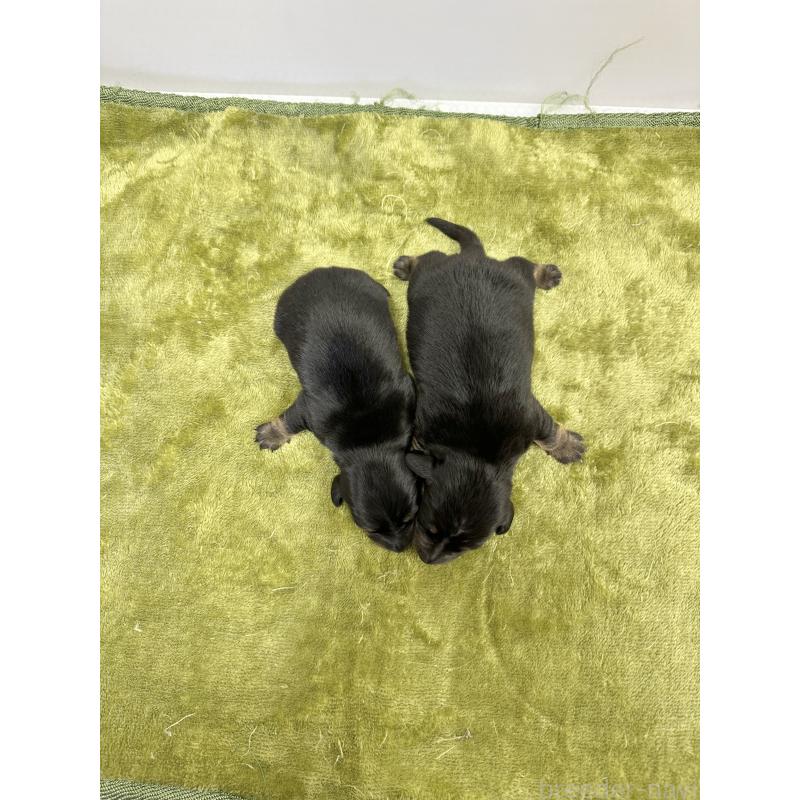 販売中の山梨県のミニチュアダックスフンド(スムースヘアード)-428594の2枚目