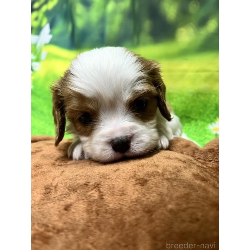 販売中の栃木県のキャバリアキングチャールズスパニエル-428596の1枚目