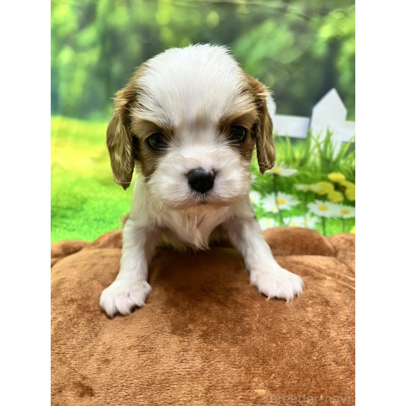 販売中の栃木県のキャバリアキングチャールズスパニエル-428597