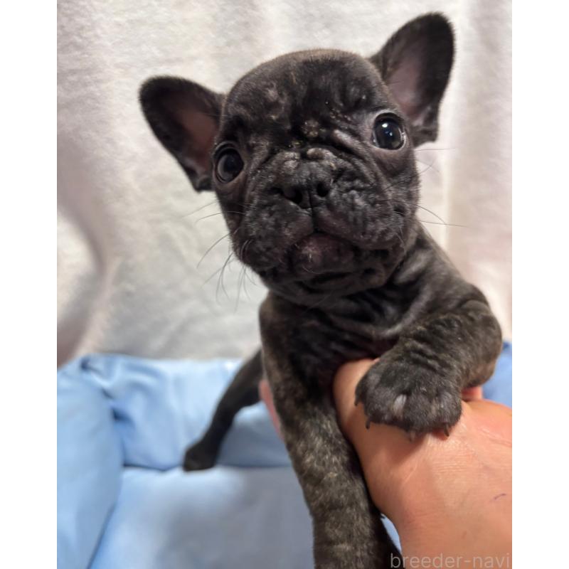 販売中の三重県のフレンチブルドッグ-428599の1枚目