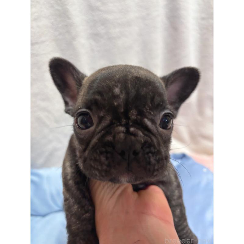 販売中の三重県のフレンチブルドッグ-428599の5枚目