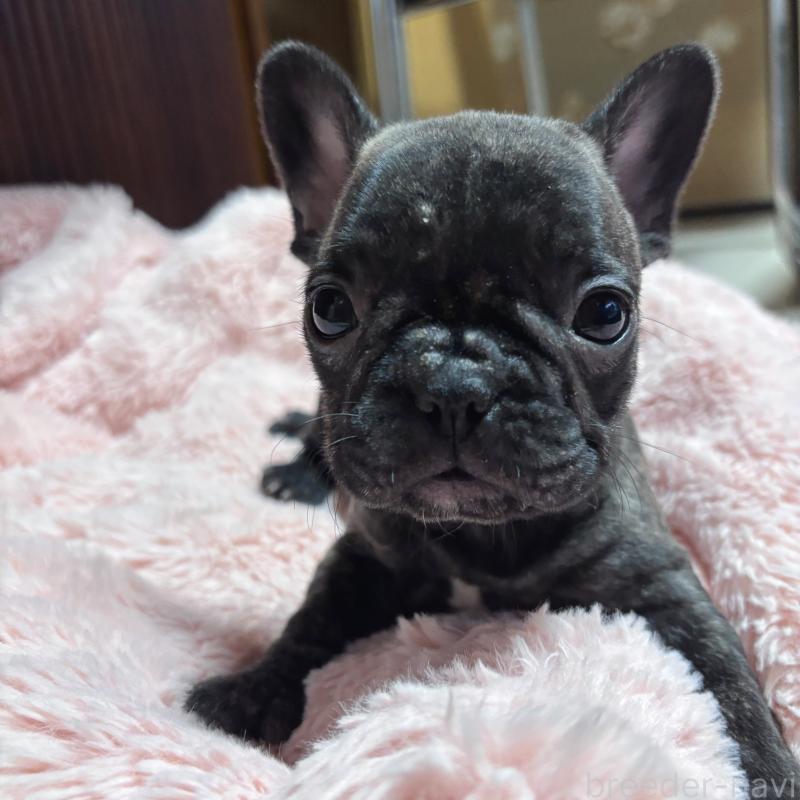 販売中の三重県のフレンチブルドッグ-428599の4枚目