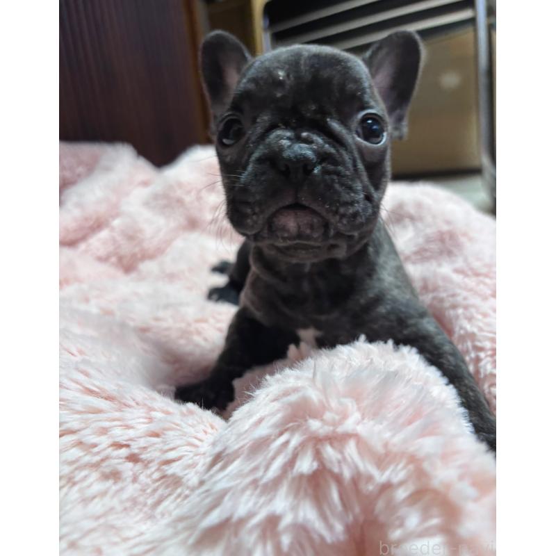 販売中の三重県のフレンチブルドッグ-428599の3枚目