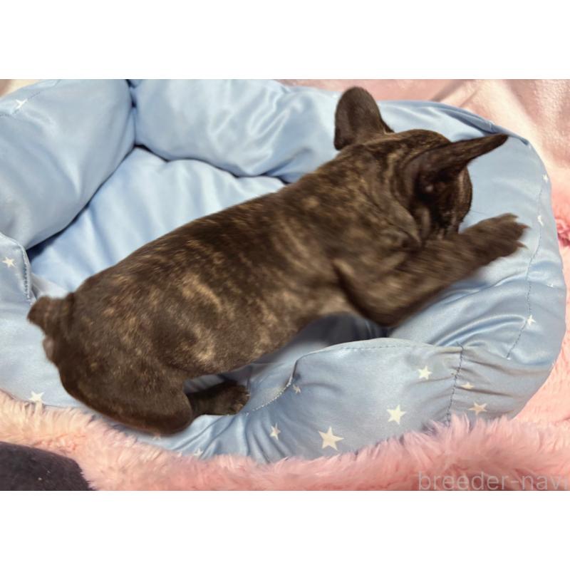 販売中の三重県のフレンチブルドッグ-428599の2枚目