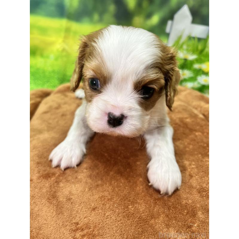 販売中の栃木県のキャバリアキングチャールズスパニエル-428598