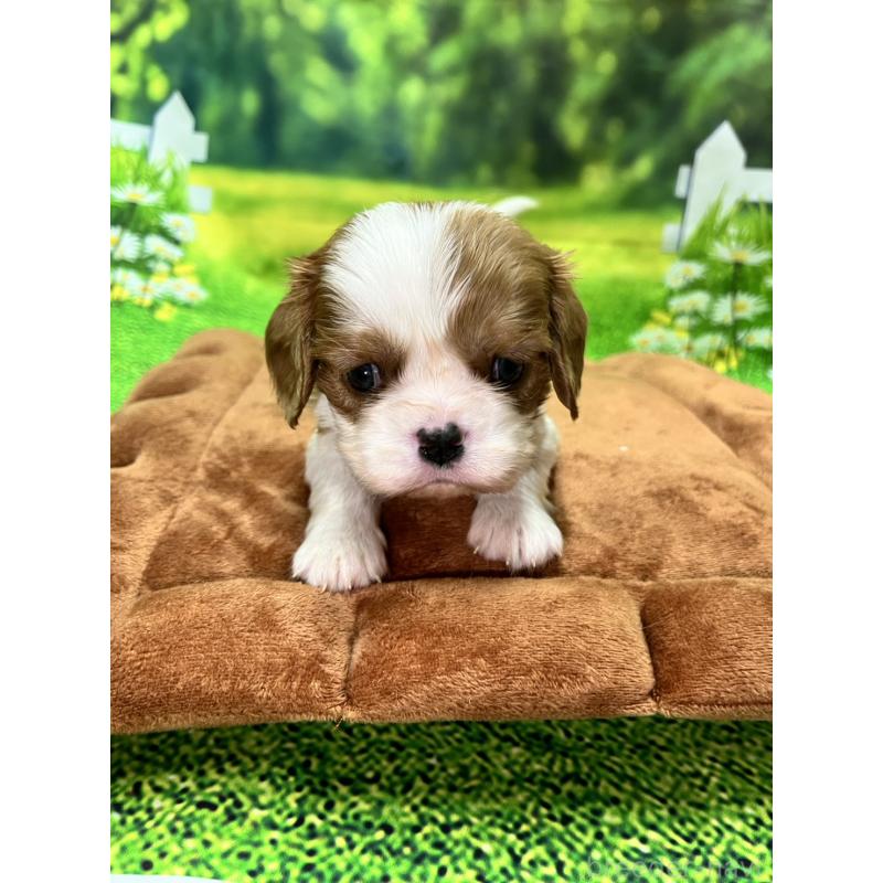 販売中の栃木県のキャバリアキングチャールズスパニエル-428600
