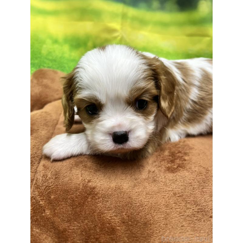 販売中の栃木県のキャバリアキングチャールズスパニエル-428601の1枚目