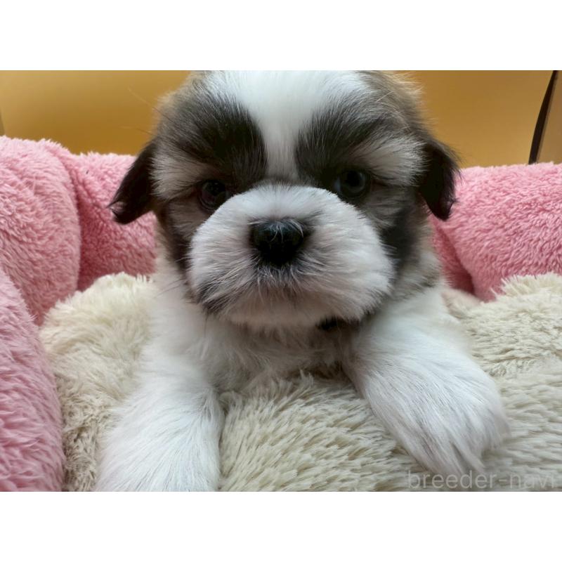 販売中の東京都のシーズー-428604