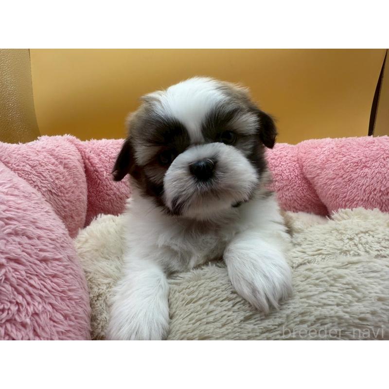 販売中の東京都のシーズー-428604の5枚目