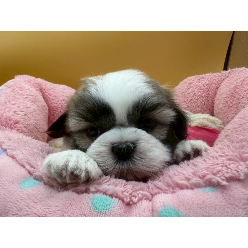 販売中の東京都のシーズー-428604の4枚目