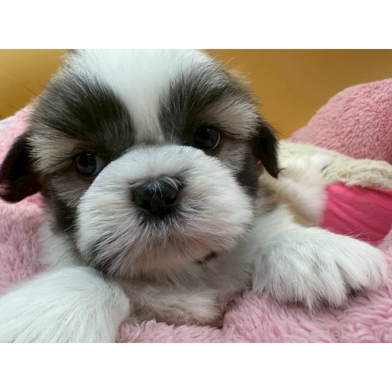 販売中の東京都のシーズー-428604の3枚目