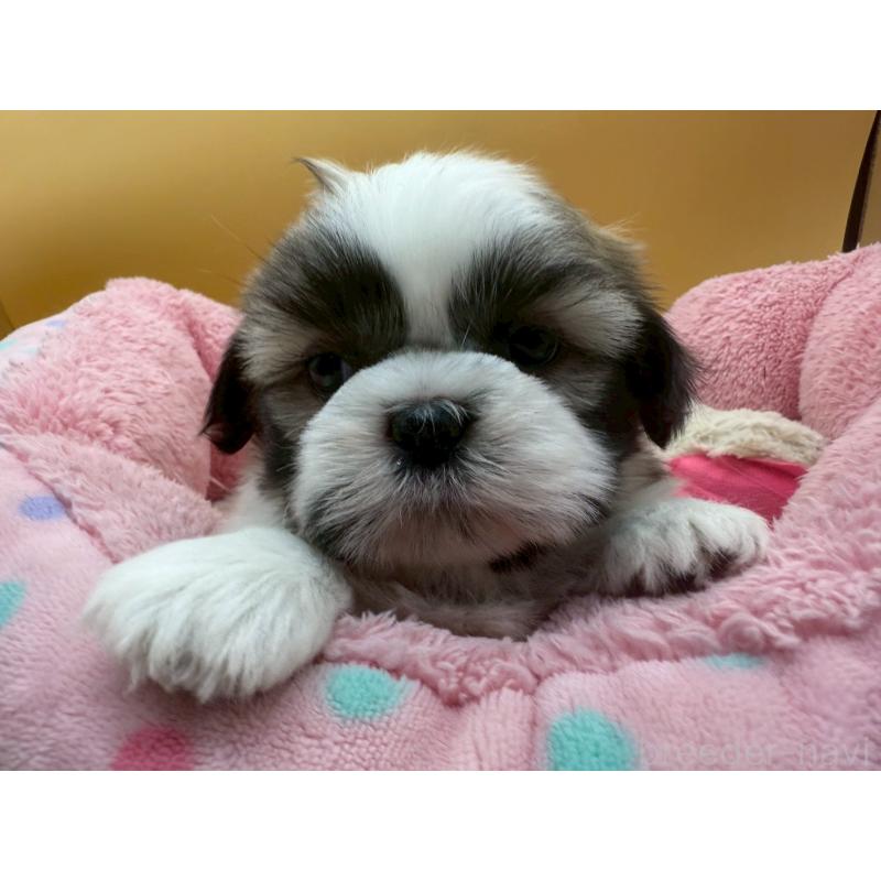 販売中の東京都のシーズー-428604の2枚目