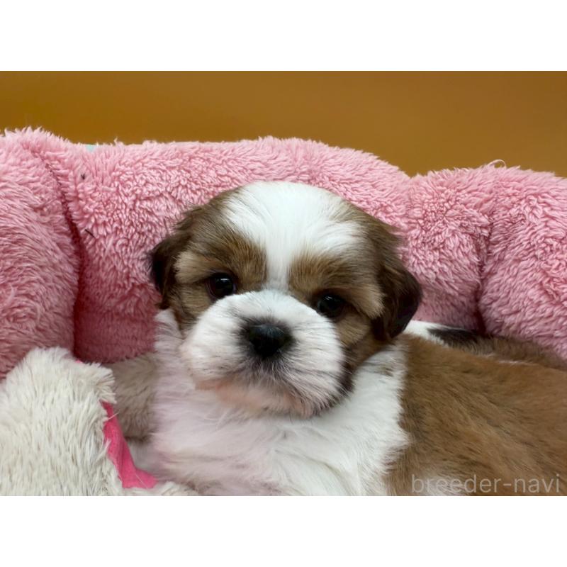 販売中の東京都のシーズー-428605