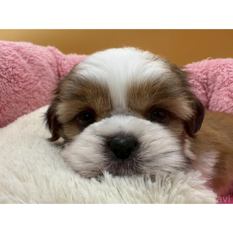 販売中の東京都のシーズー-428605の5枚目