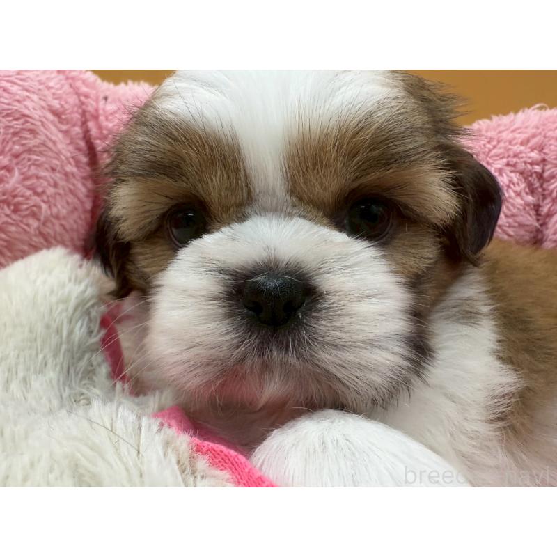 販売中の東京都のシーズー-428605の4枚目