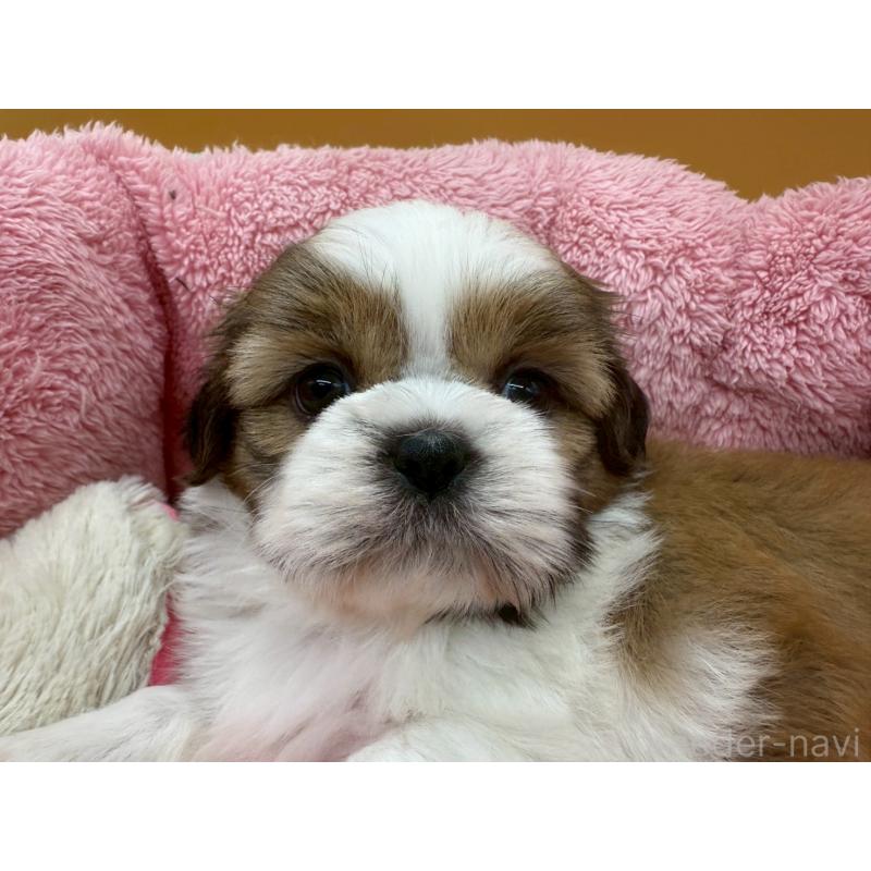 販売中の東京都のシーズー-428605の3枚目