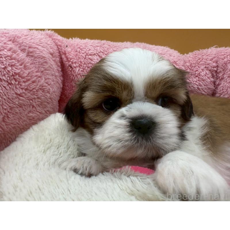 販売中の東京都のシーズー-428605の2枚目