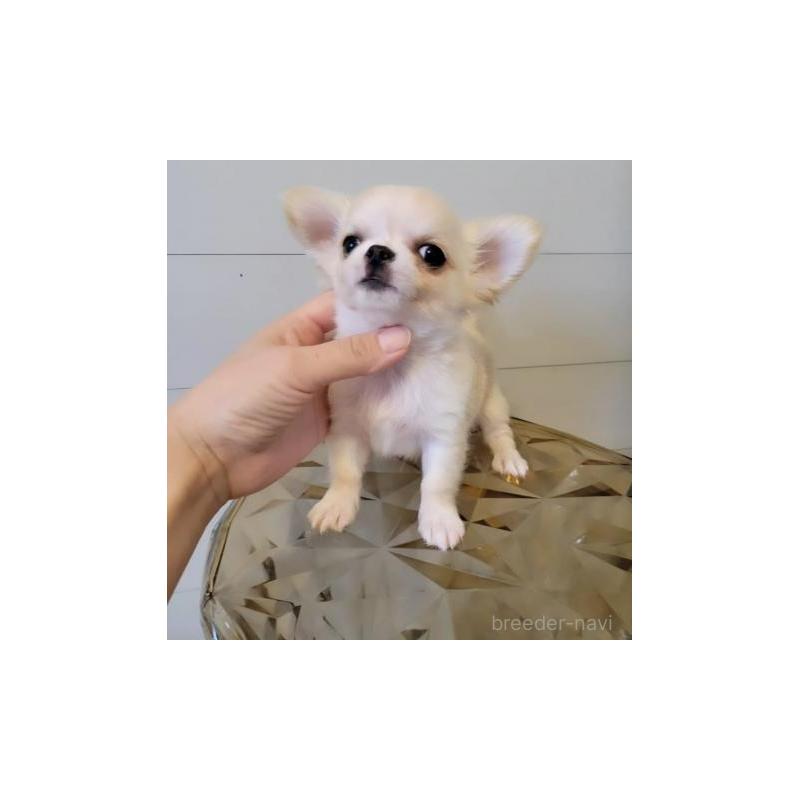 販売中の滋賀県のチワワ(ロングコート)-428606の3枚目