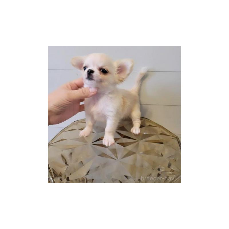 販売中の滋賀県のチワワ(ロングコート)-428606の2枚目