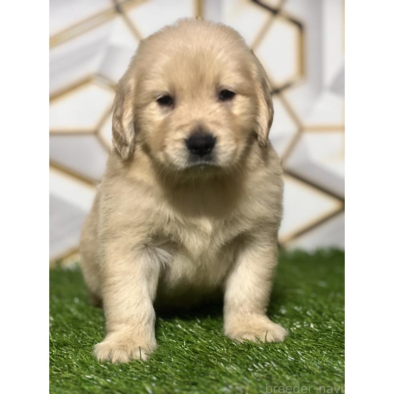 販売中の静岡県のゴールデンレトリーバー-428608の6枚目