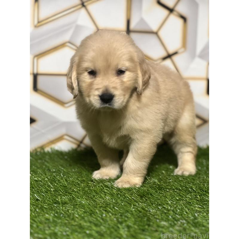 販売中の静岡県のゴールデンレトリーバー-428608の5枚目