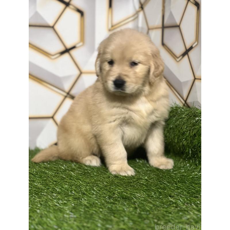 販売中の静岡県のゴールデンレトリーバー-428608の4枚目