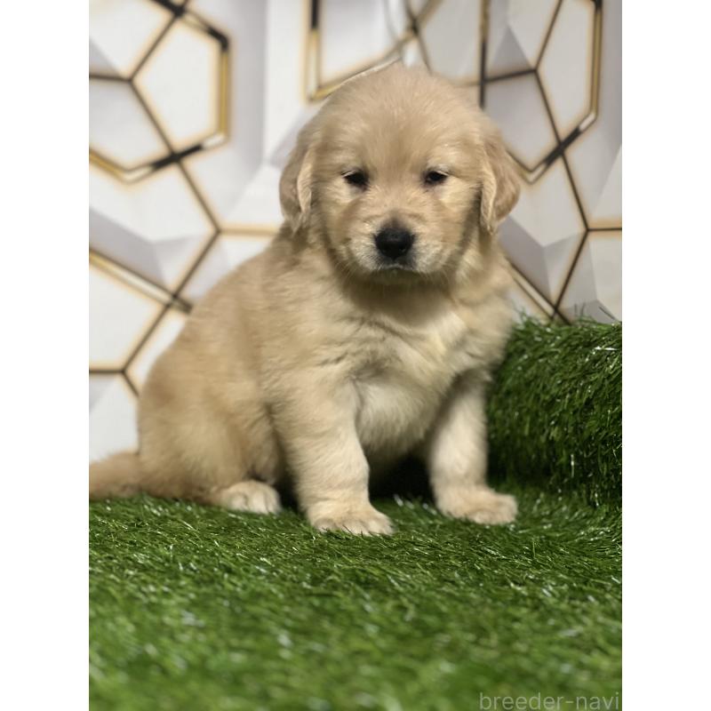 販売中の静岡県のゴールデンレトリーバー-428608の3枚目