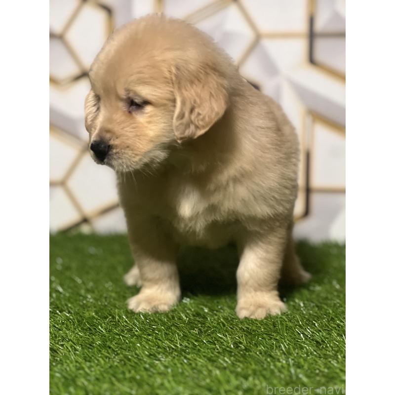 販売中の静岡県のゴールデンレトリーバー-428608の2枚目