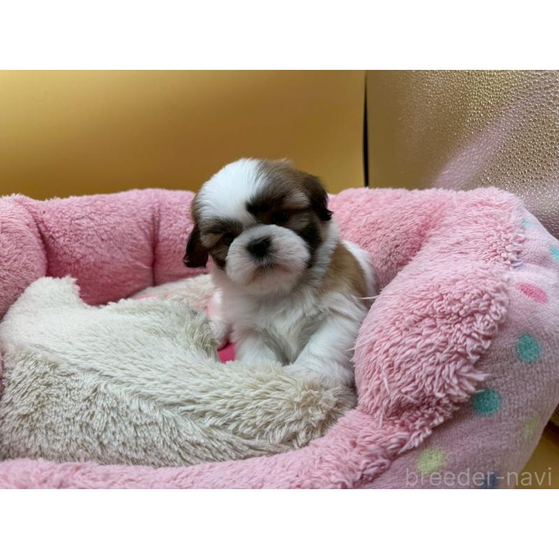 販売中の東京都のシーズー-428607の5枚目