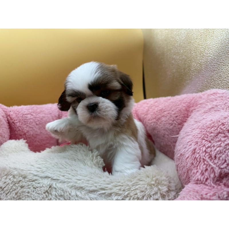 販売中の東京都のシーズー-428607の4枚目