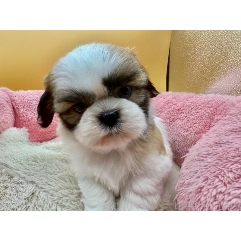 販売中の東京都のシーズー-428607の3枚目