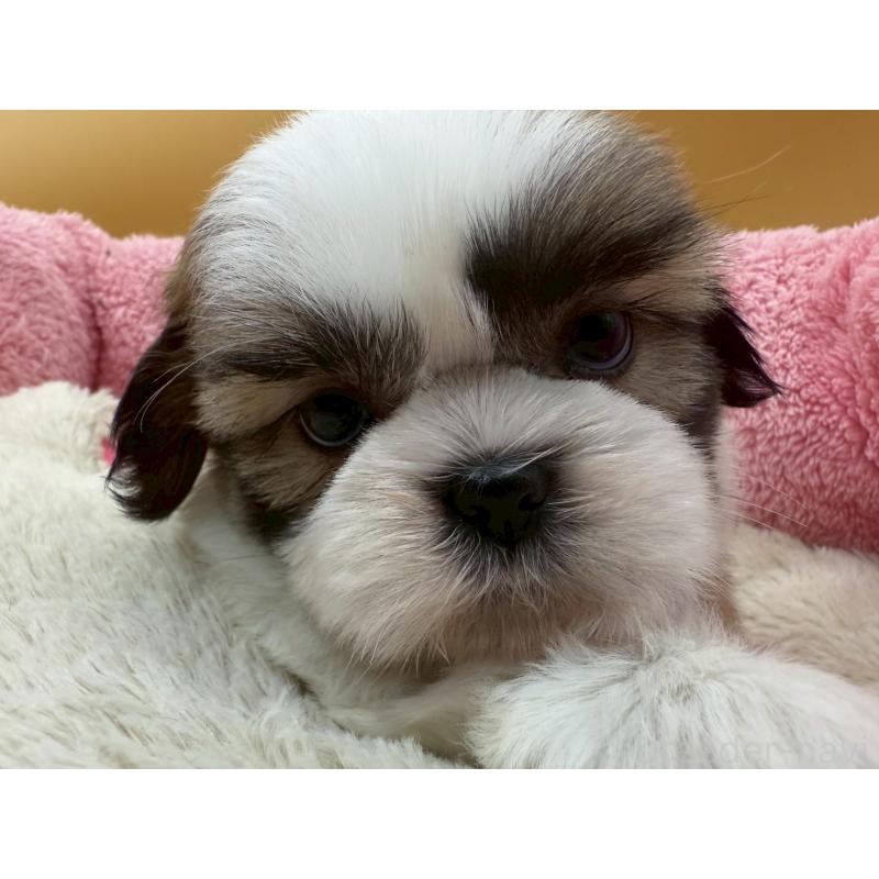 販売中の東京都のシーズー-428607の1枚目