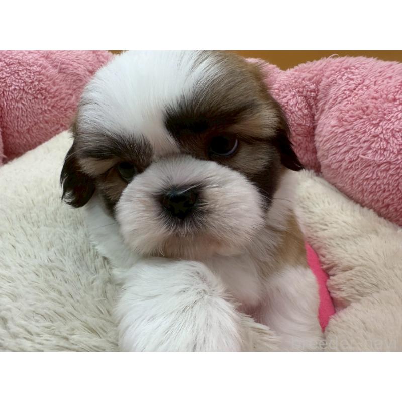 販売中の東京都のシーズー-428607の2枚目