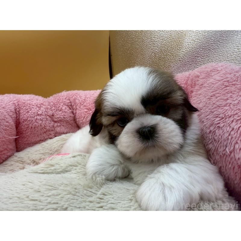 販売中の東京都のシーズー-428609の5枚目