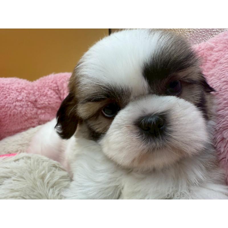 販売中の東京都のシーズー-428609の4枚目