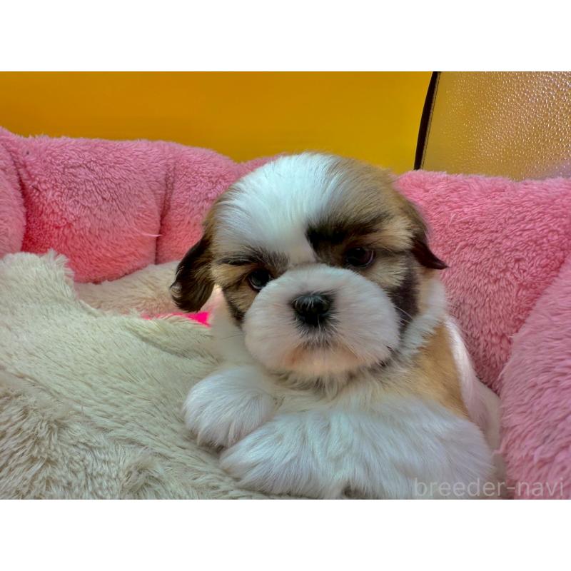 販売中の東京都のシーズー-428609