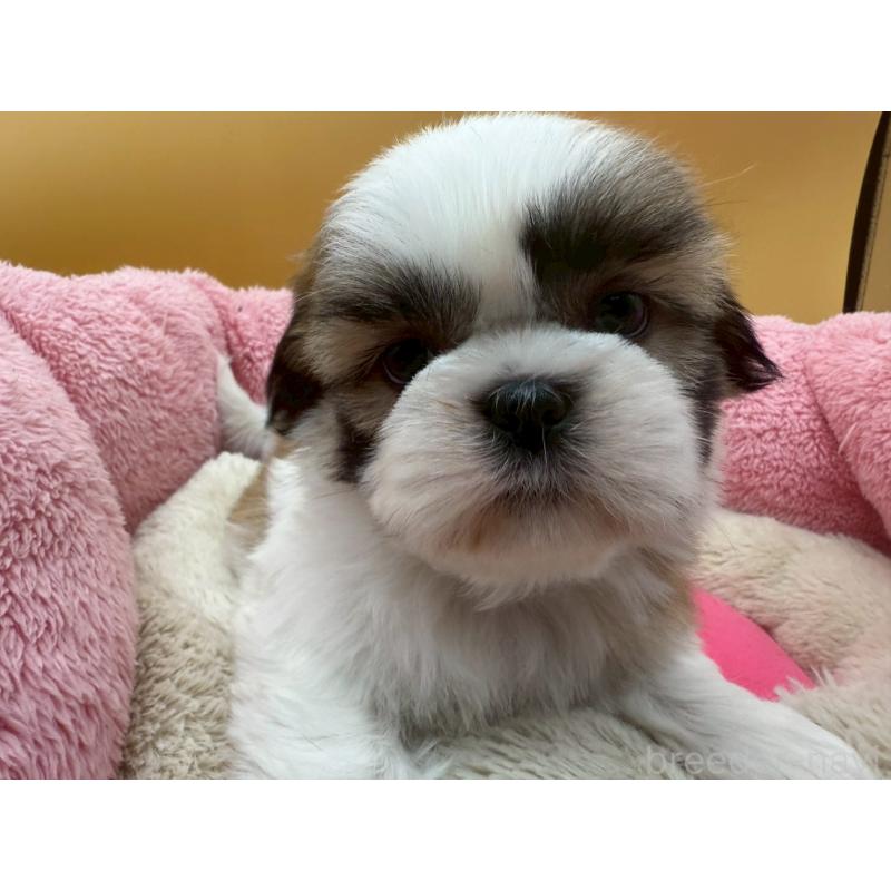 販売中の東京都のシーズー-428609の3枚目