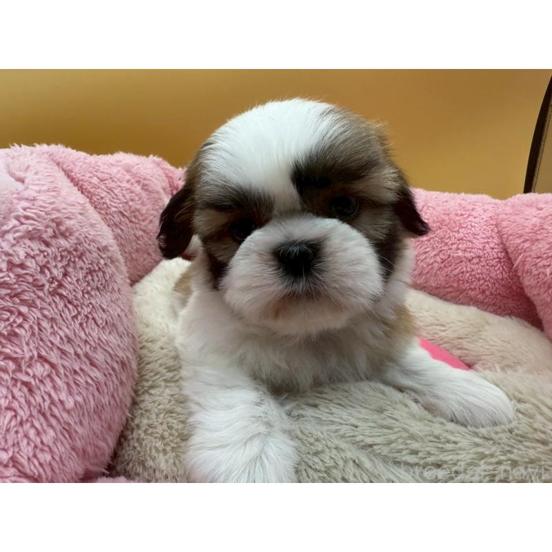 販売中の東京都のシーズー-428609の2枚目