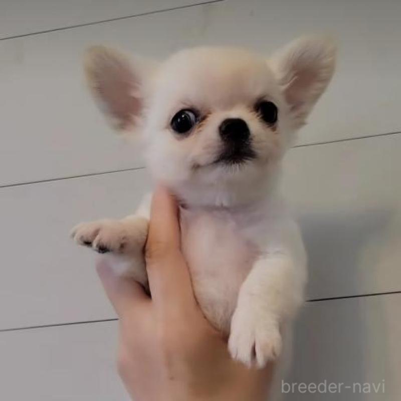 販売中の滋賀県のチワワ(ロングコート)-428610の3枚目